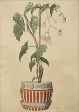 Christine Swane: Begonie i potte, 1896, Akvarel på papirJohannes Larsen Museet. Foto: Ole Friis
