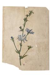 Sigrid Kähler’s study depicts the common chicory; the artist may have drawn and coloured the work while working out in the open air.