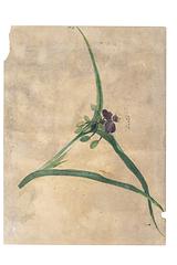 Plant study by Sigrid Kähler; a work found among a major donation of L.A. Ring’s photographs and other archival materials. 